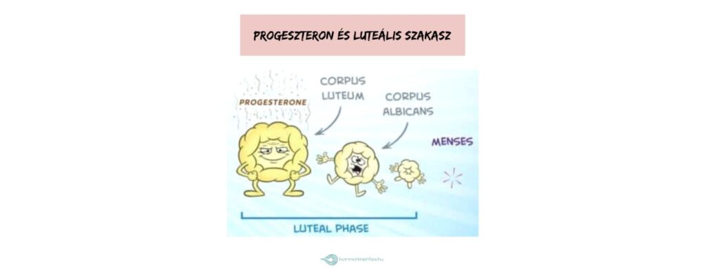 Üdv a progeszteronnak! – Ciklusnaplók 15.
