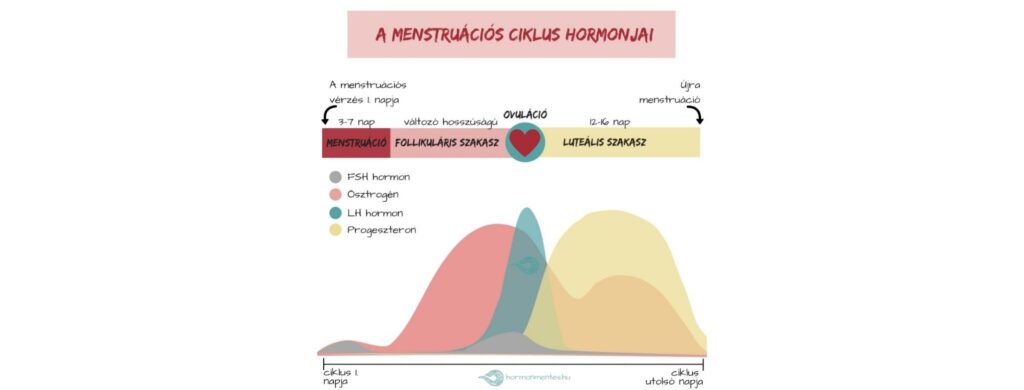 A női hormonábécé – Ciklusnaplók 6.